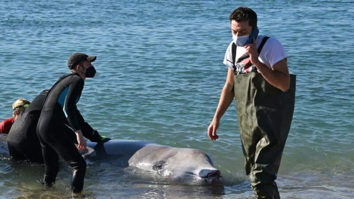 Ballena Atenas-AFP